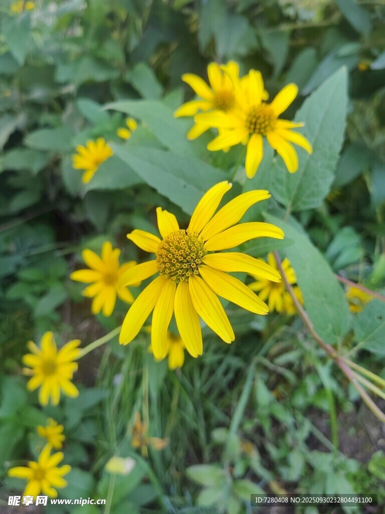 黃色黑心菊綻放于綠葉間
