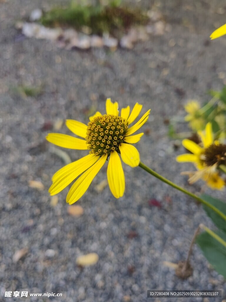 黃色小花綻放于戶外