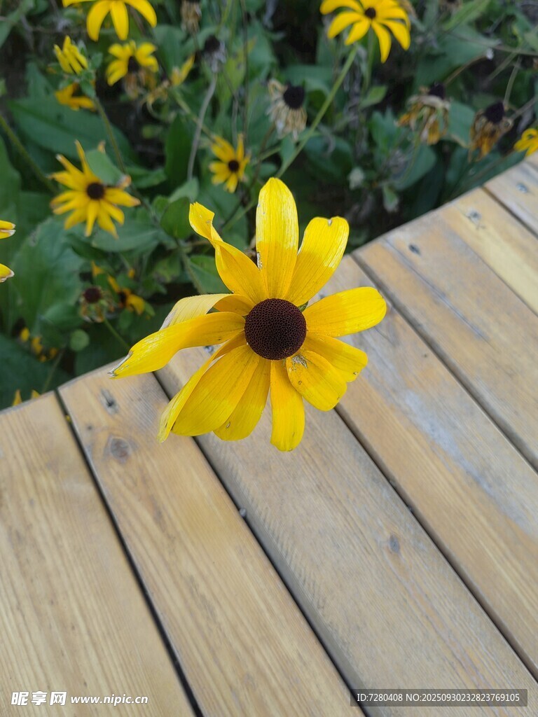 木板上的單朵黃色太陽花