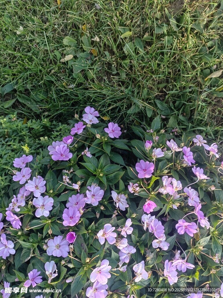 紫色小花綻放于綠植間