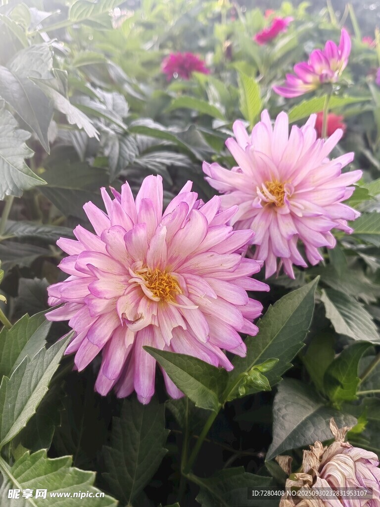 兩朵嬌艷的粉色大麗花