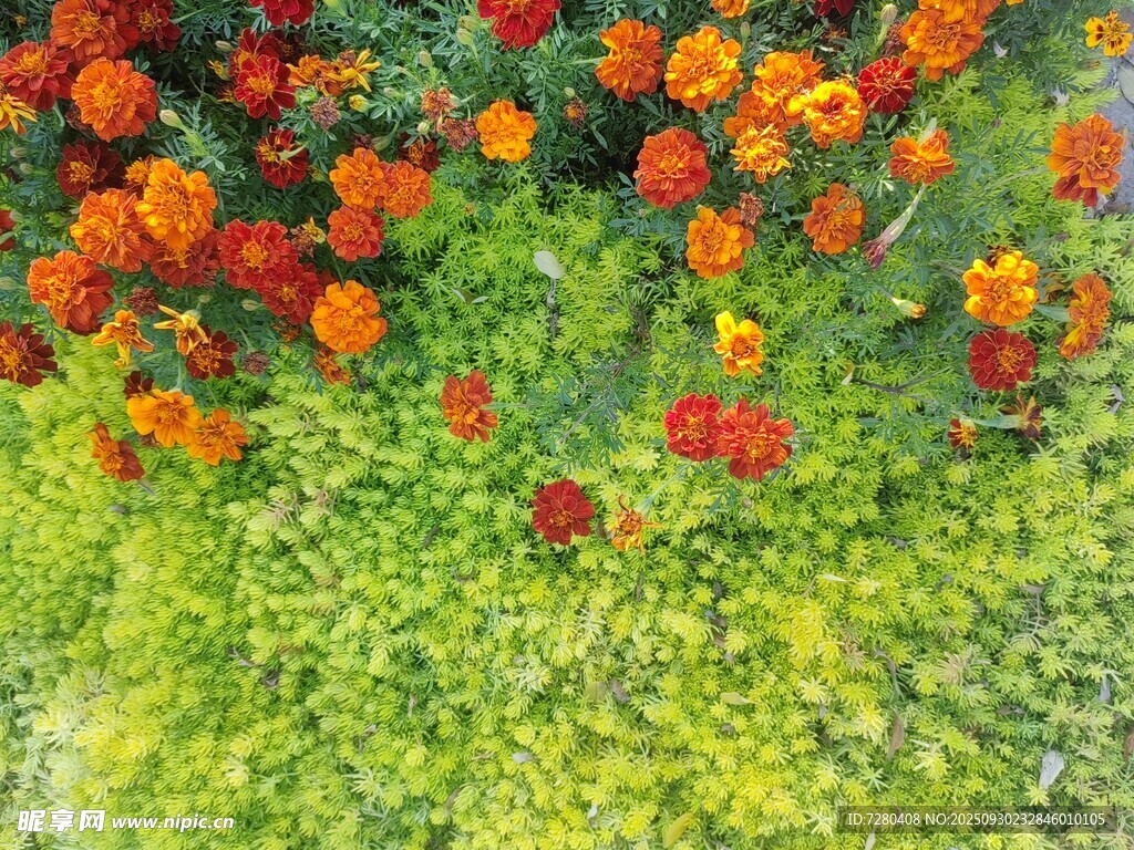 多彩萬(wàn)壽菊綻放于綠地