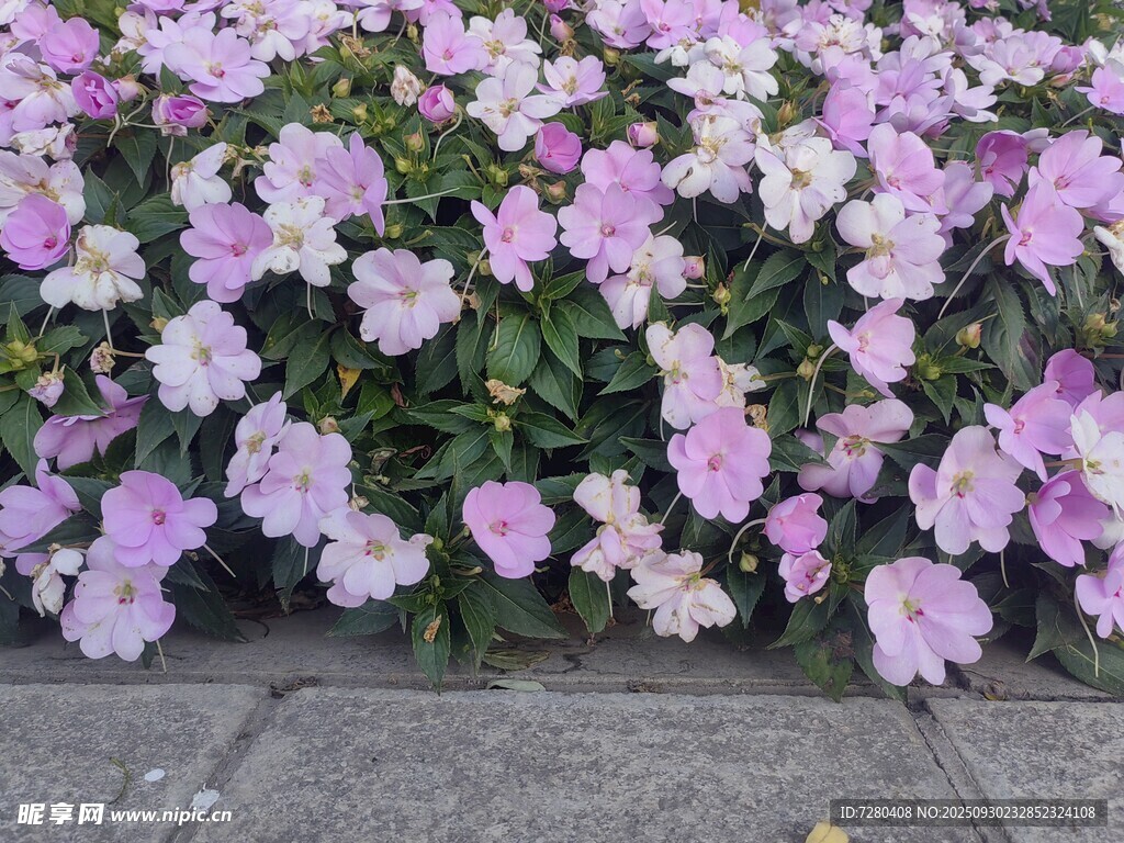 紫色花卉綻放于路邊