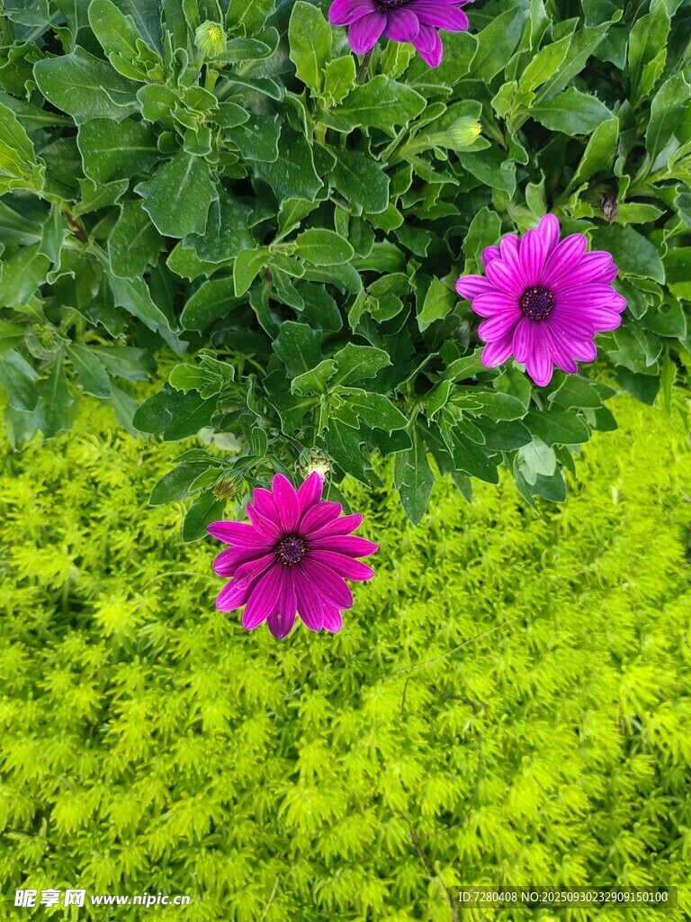 紫花綠草相映成趣