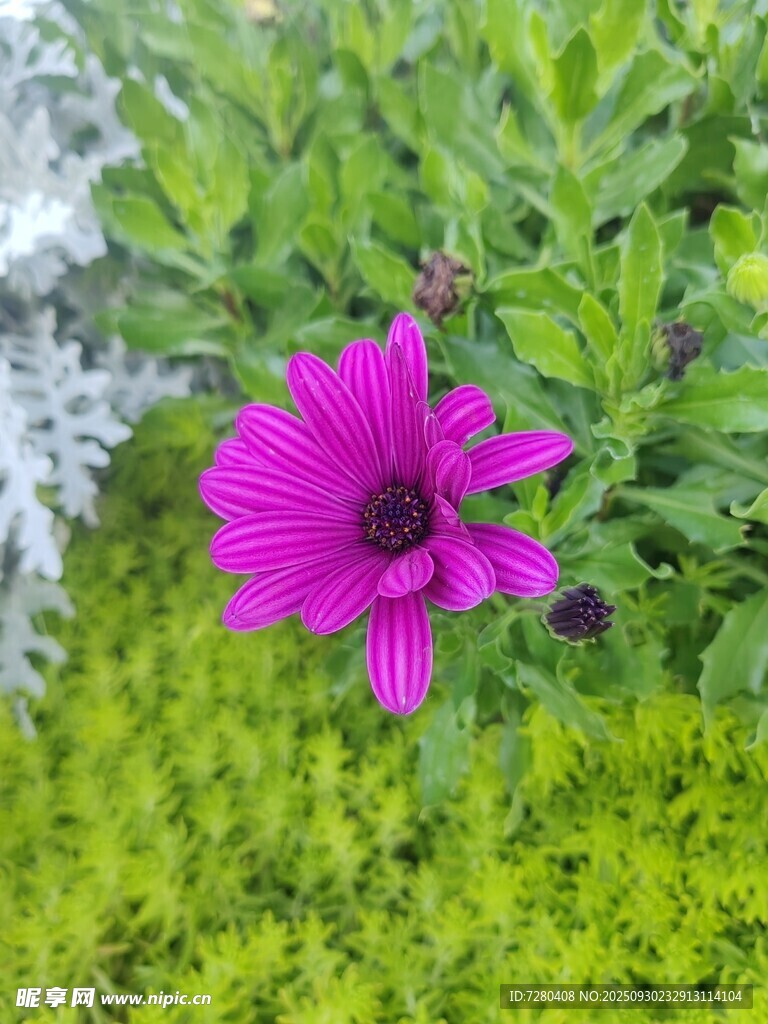 嬌艷紫花綻放于綠葉間