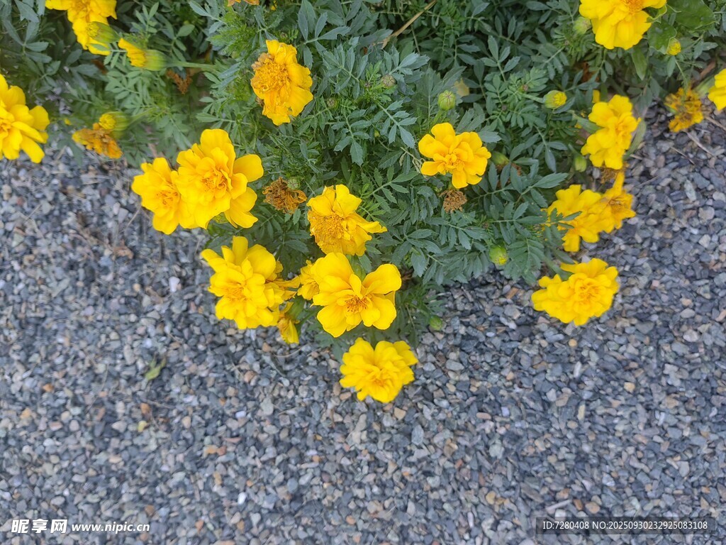 路邊綻放的黃色小花