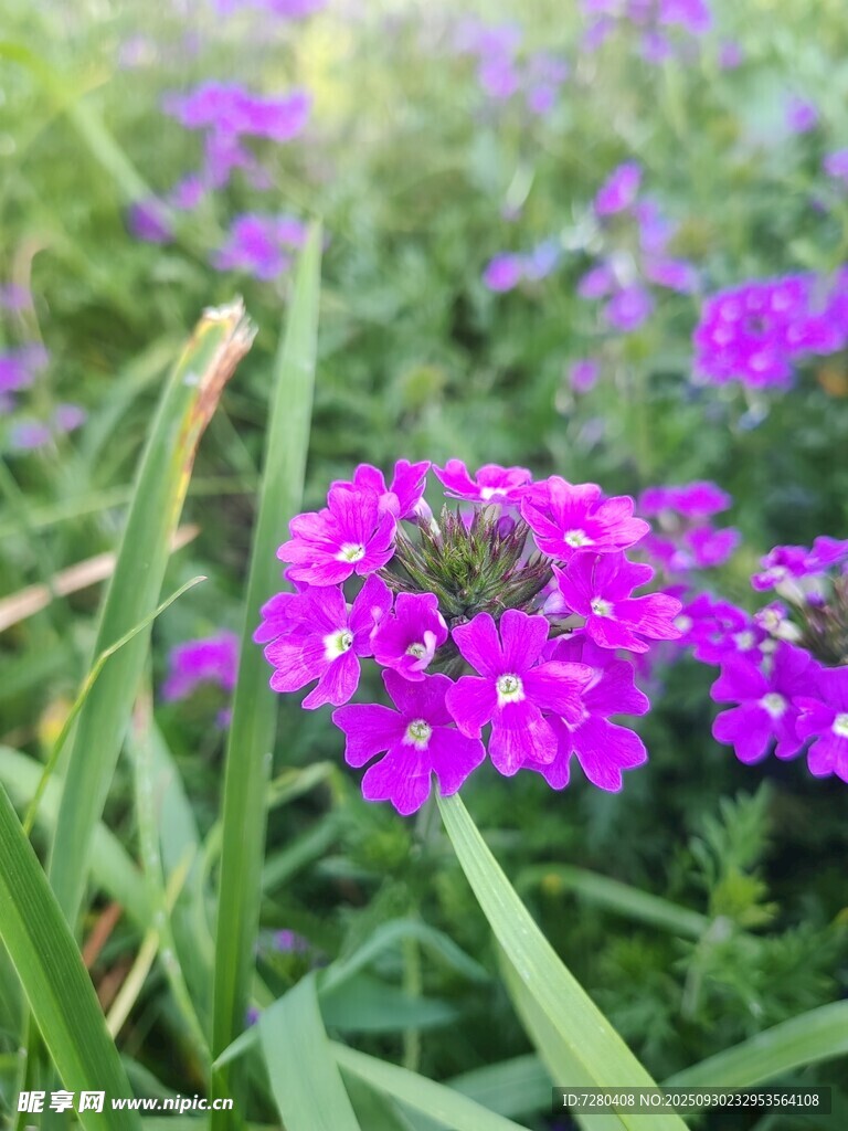 紫色小花綻放于草叢間