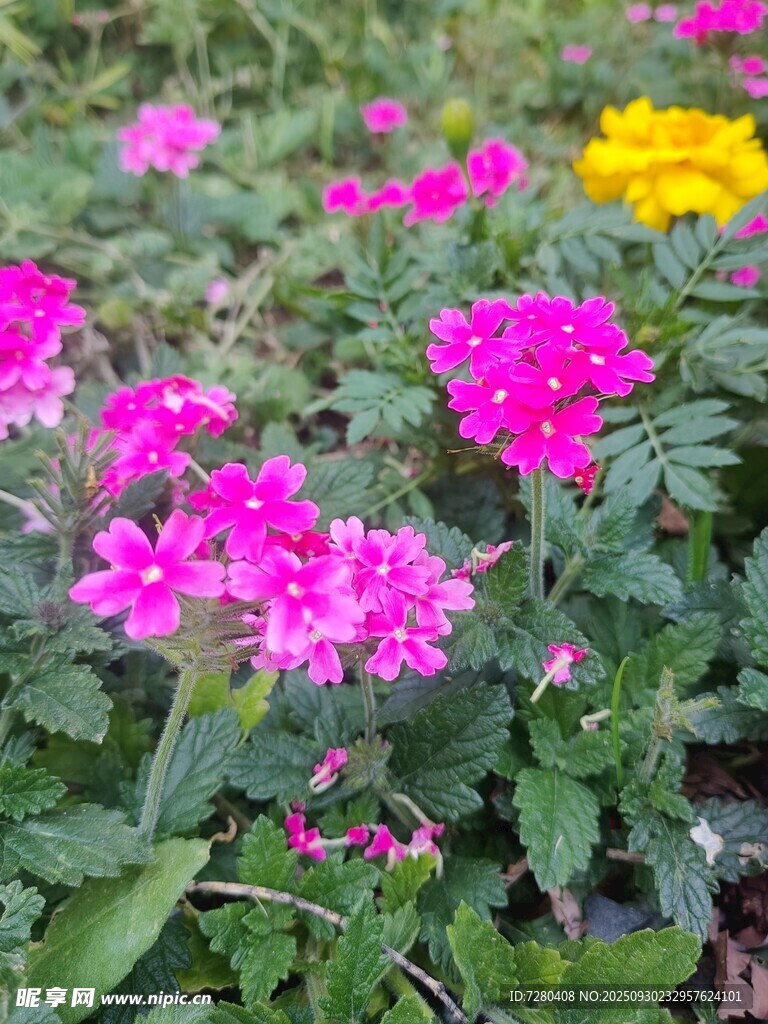 繽紛花叢中的艷麗花卉