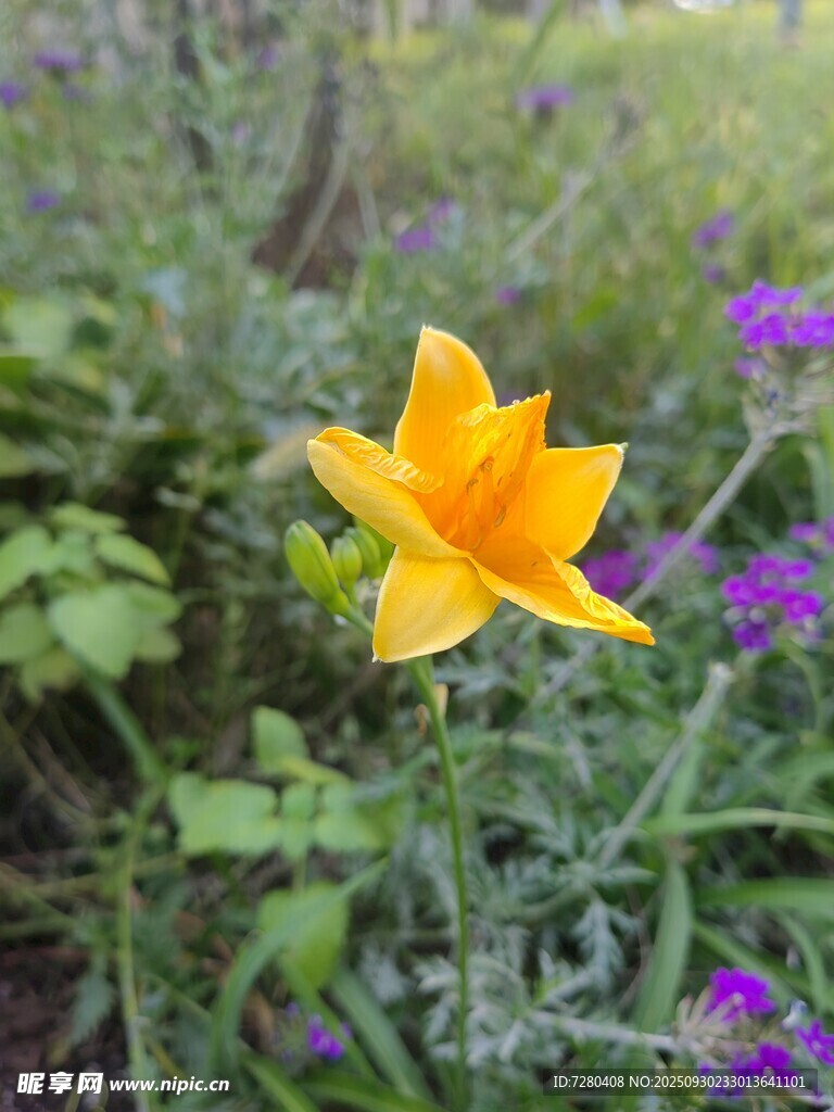 黃色小花綻放于綠草間