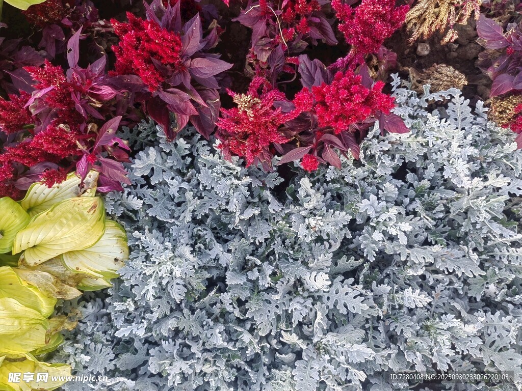 多彩植物組合景觀