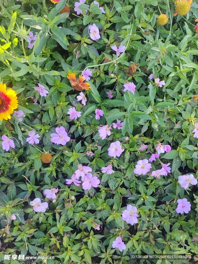 多彩花叢中的美麗景致