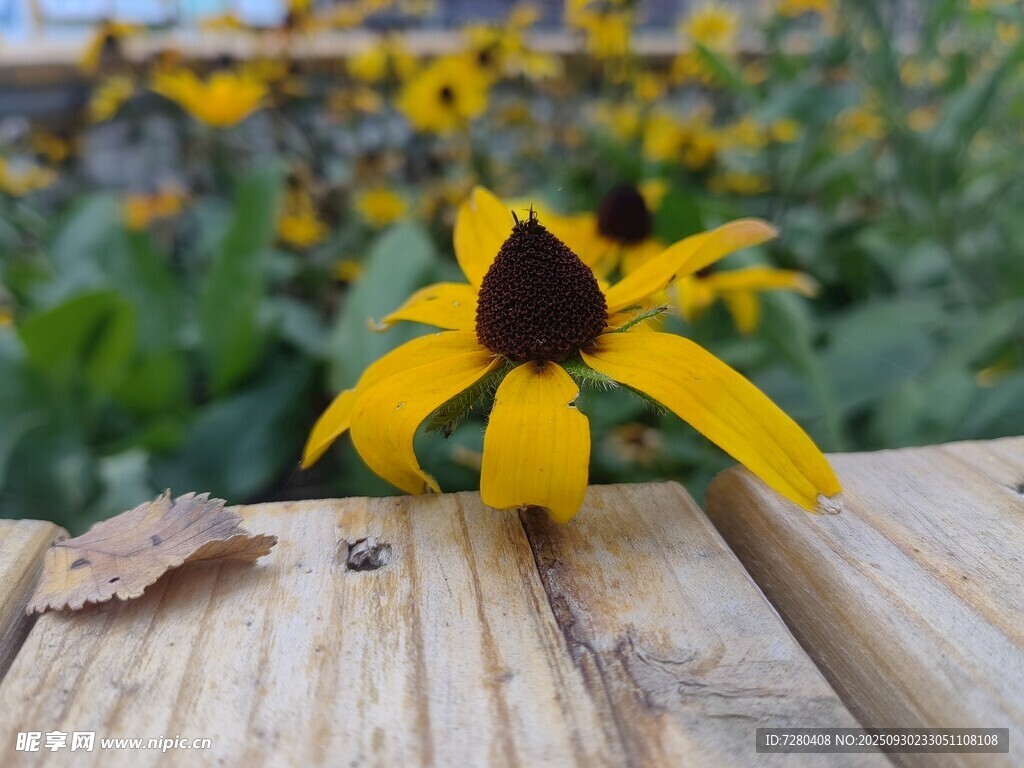 木臺上的黑眼蘇珊花