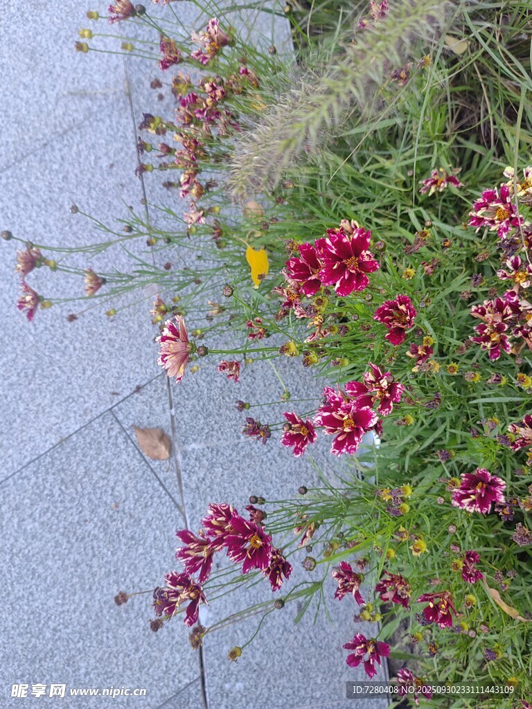 路邊綻放的多彩小花