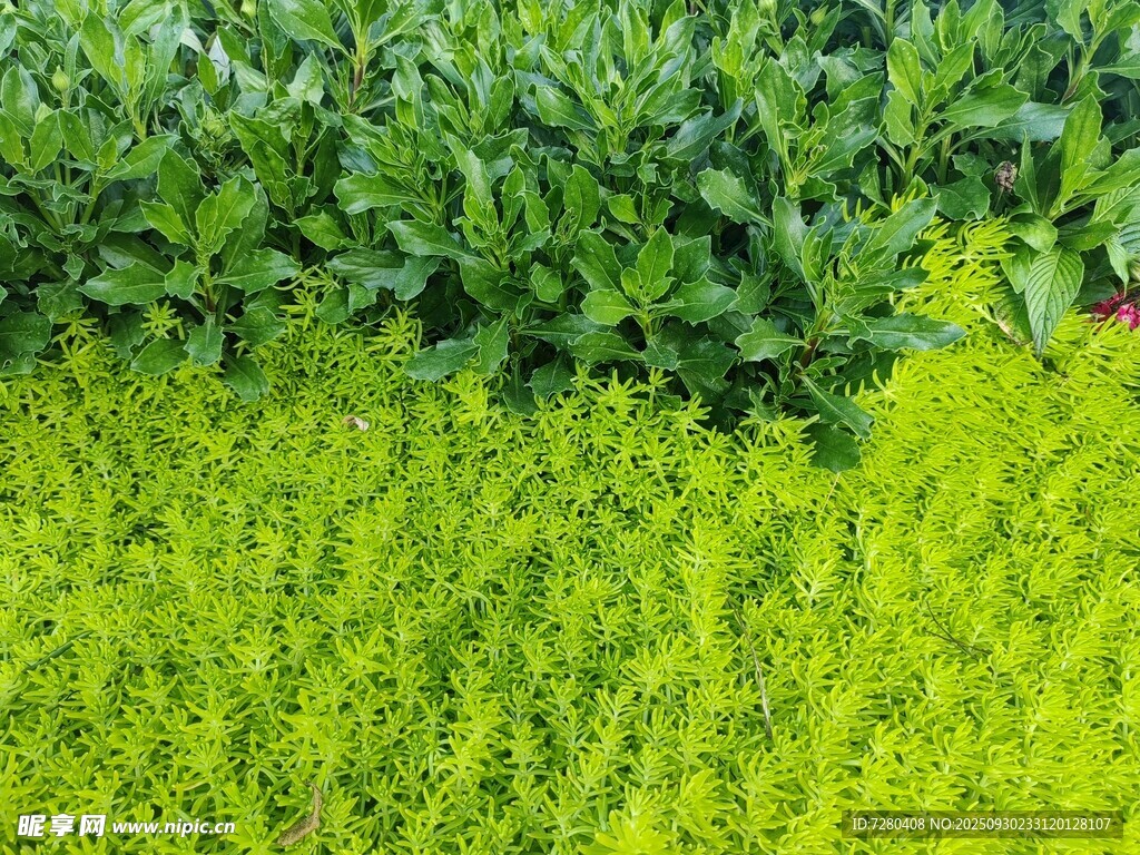 翠綠草地與繁茂綠植景觀