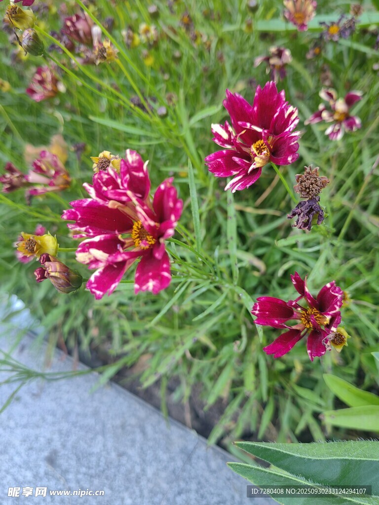 鮮艷多彩的矮牽?；ň`放