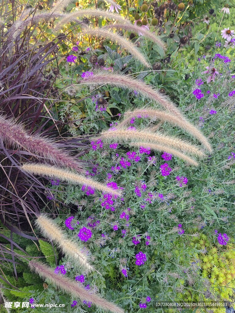 多彩花草景觀