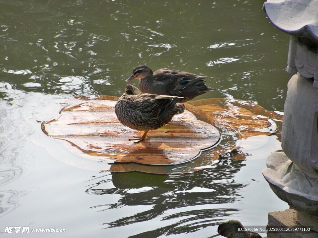 鴨子立于水中漂浮物上