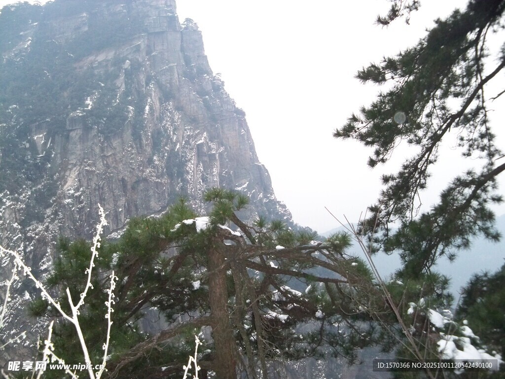 巍峨山峰與挺拔樹木