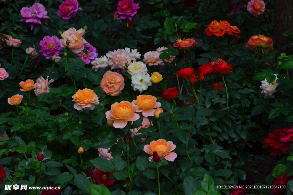 月季花 