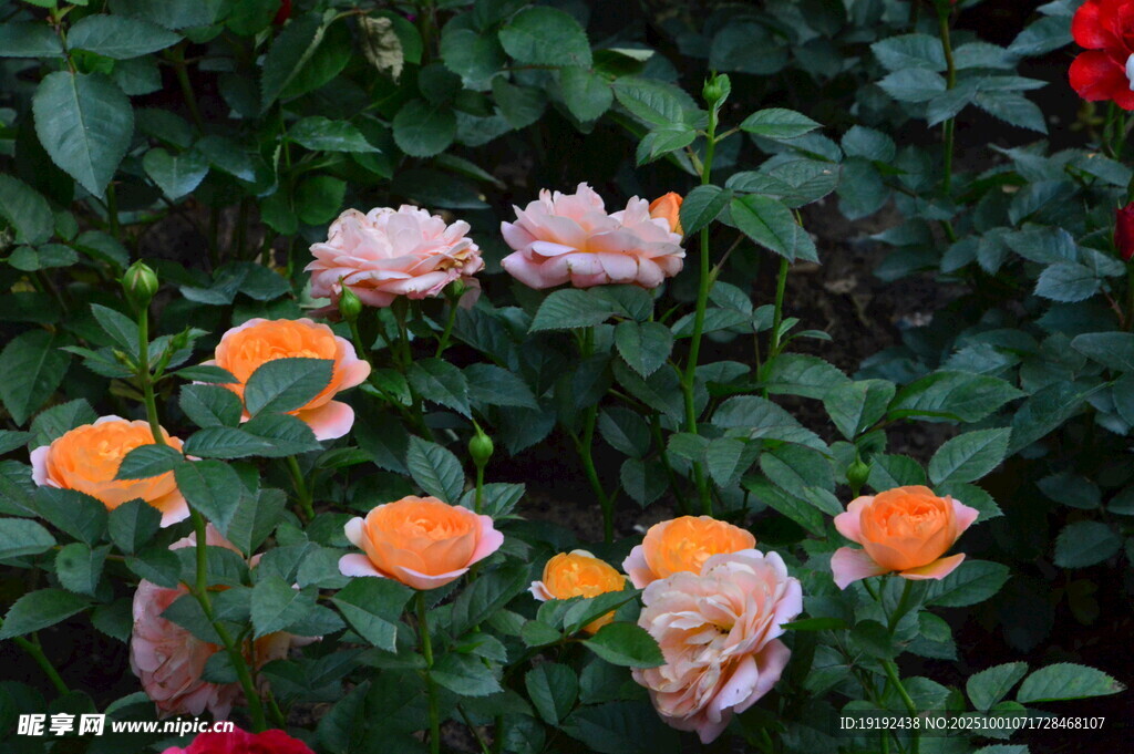 月季花  