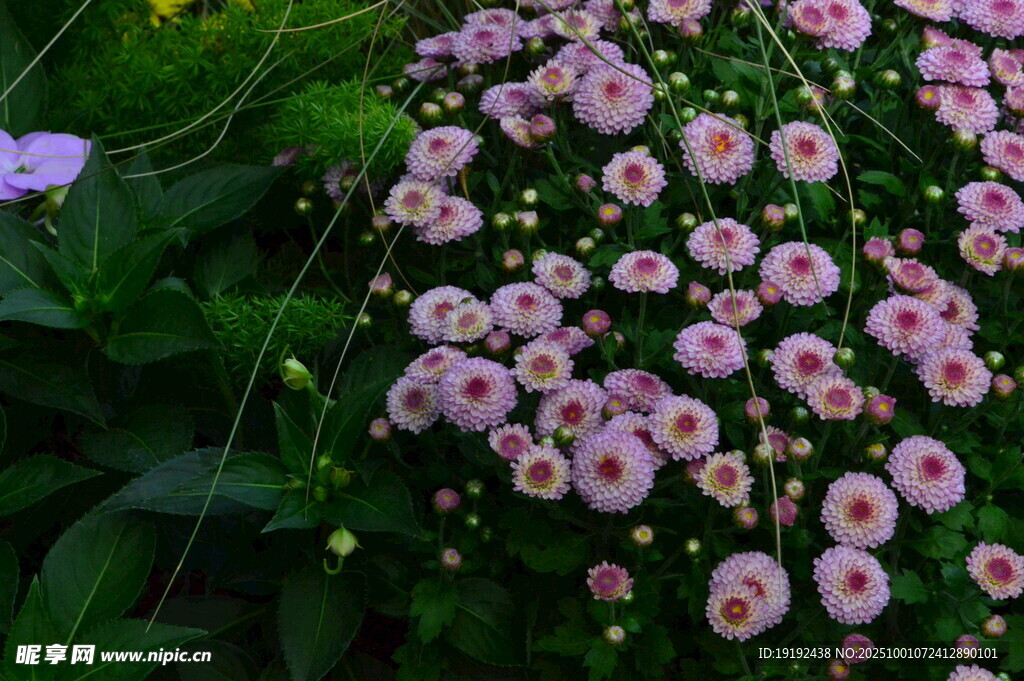 菊花 