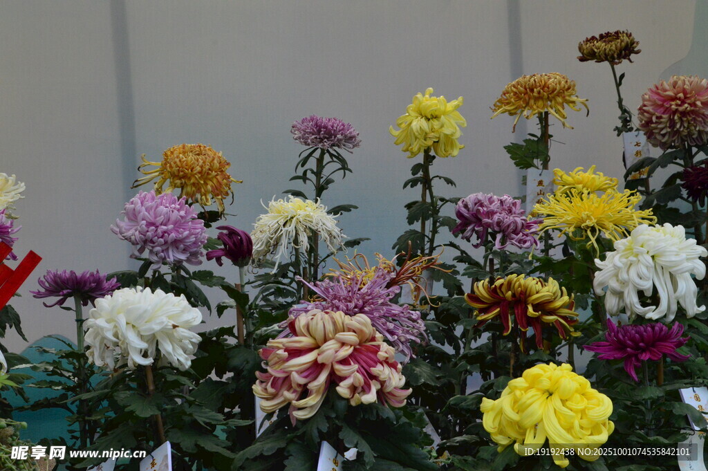 菊花 