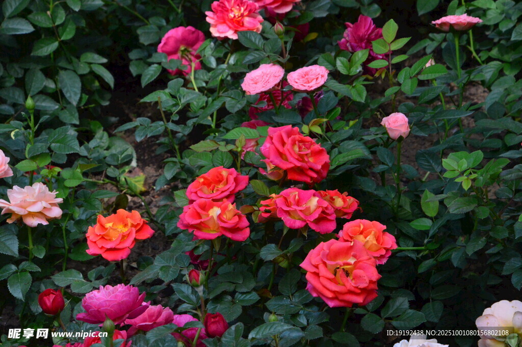月季花  