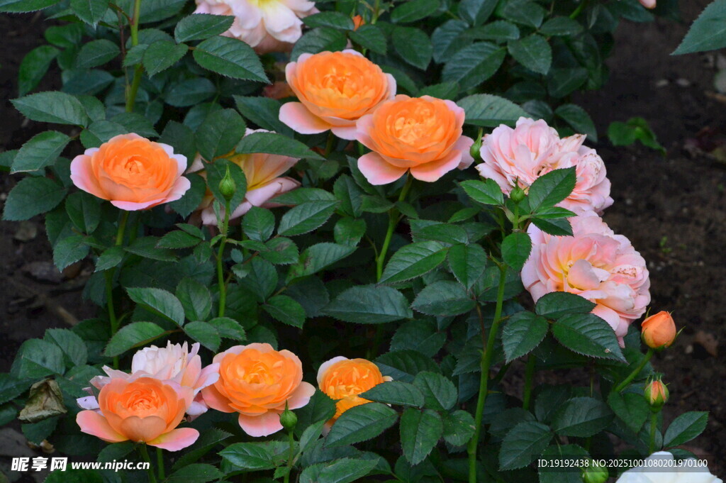 月季花  