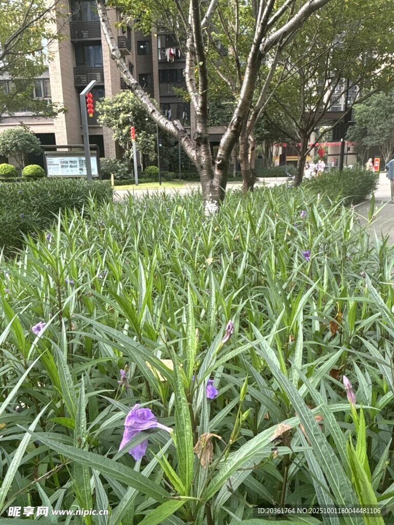 草叢中的紫色小花