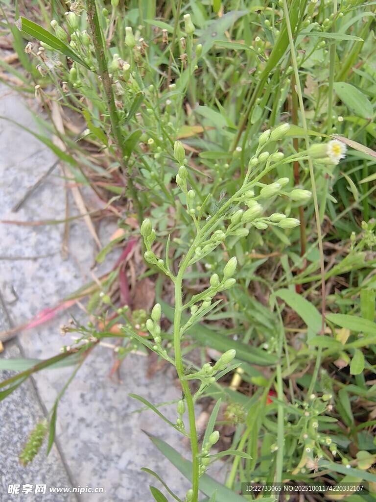 綠色雜草