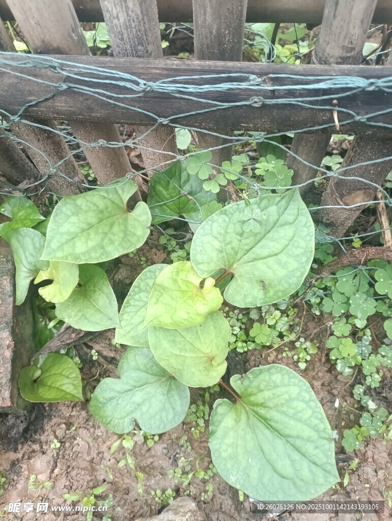 柵欄邊生長的嫩綠植物
