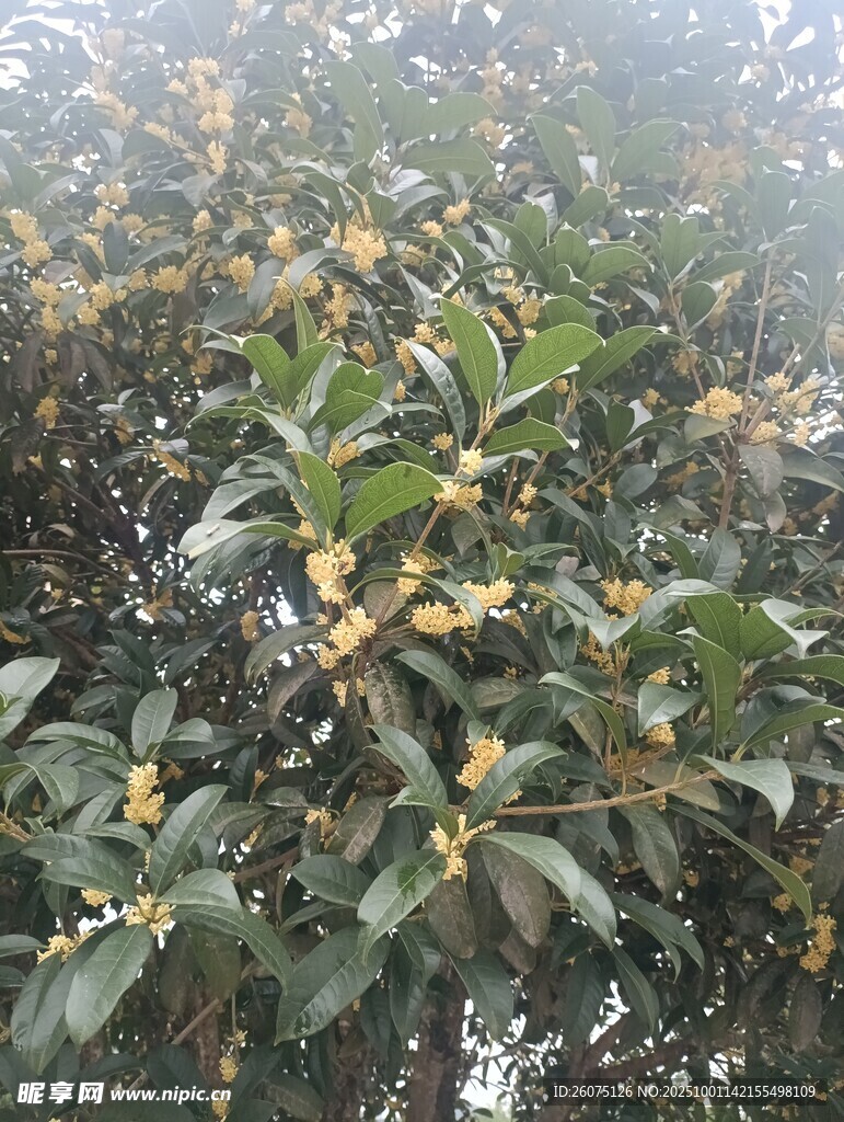 枝頭桂花綻綠葉間