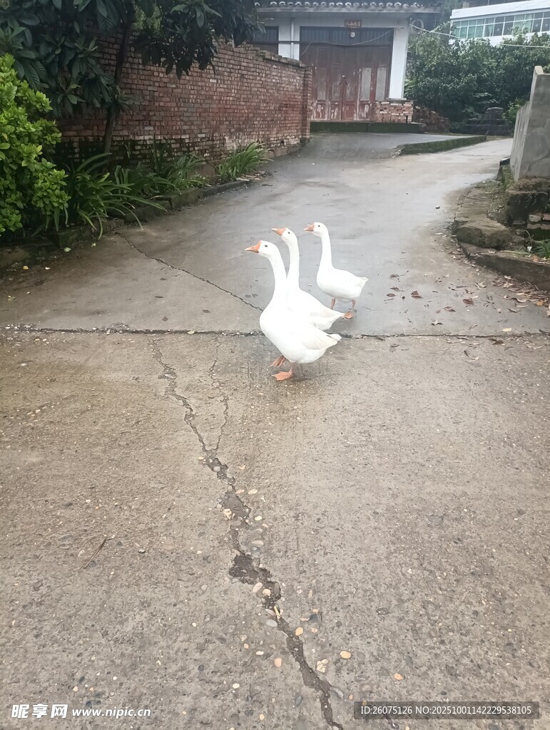 路上行走的幾只大白鵝