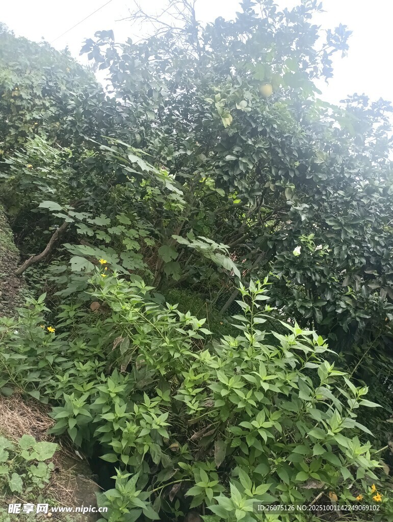 山林間繁茂的綠色植物