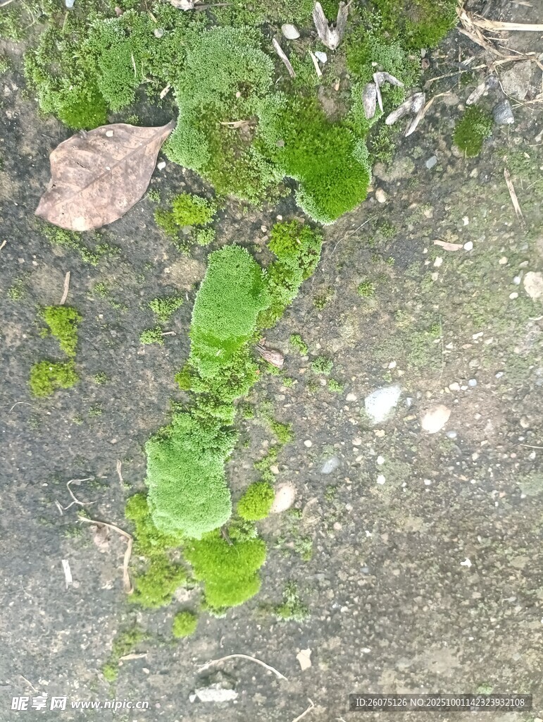 地面生長的嫩綠植物
