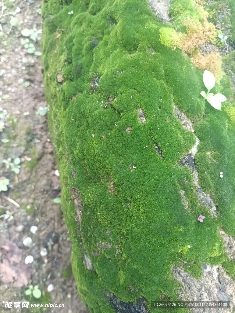 翠綠苔蘚覆蓋的樹干
