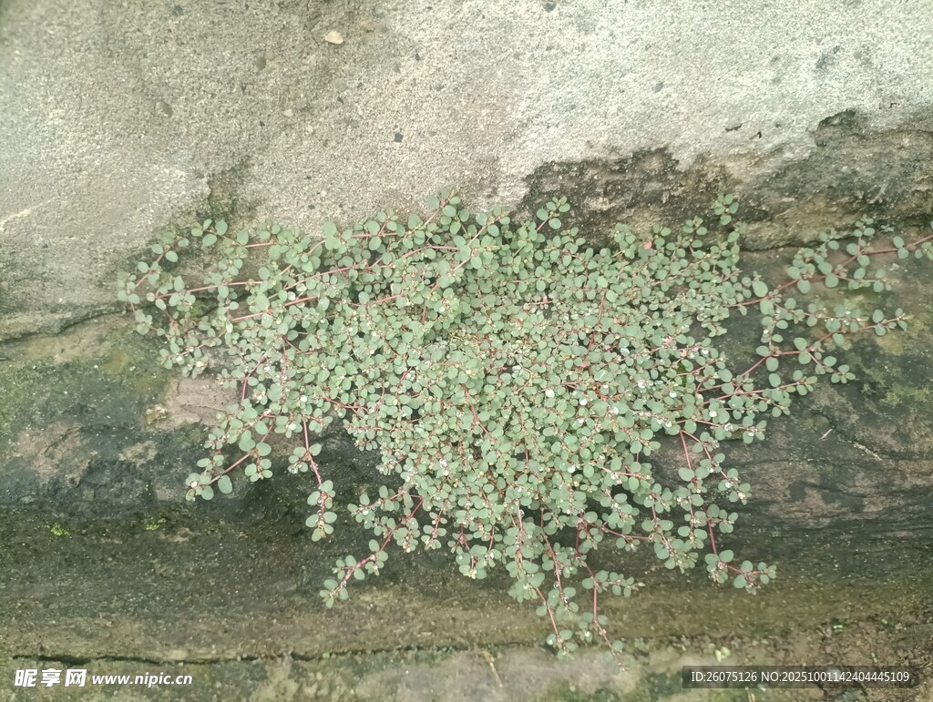 石縫中生長的翠綠植物