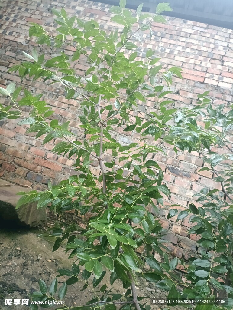 墻邊綠植生機(jī)盎然