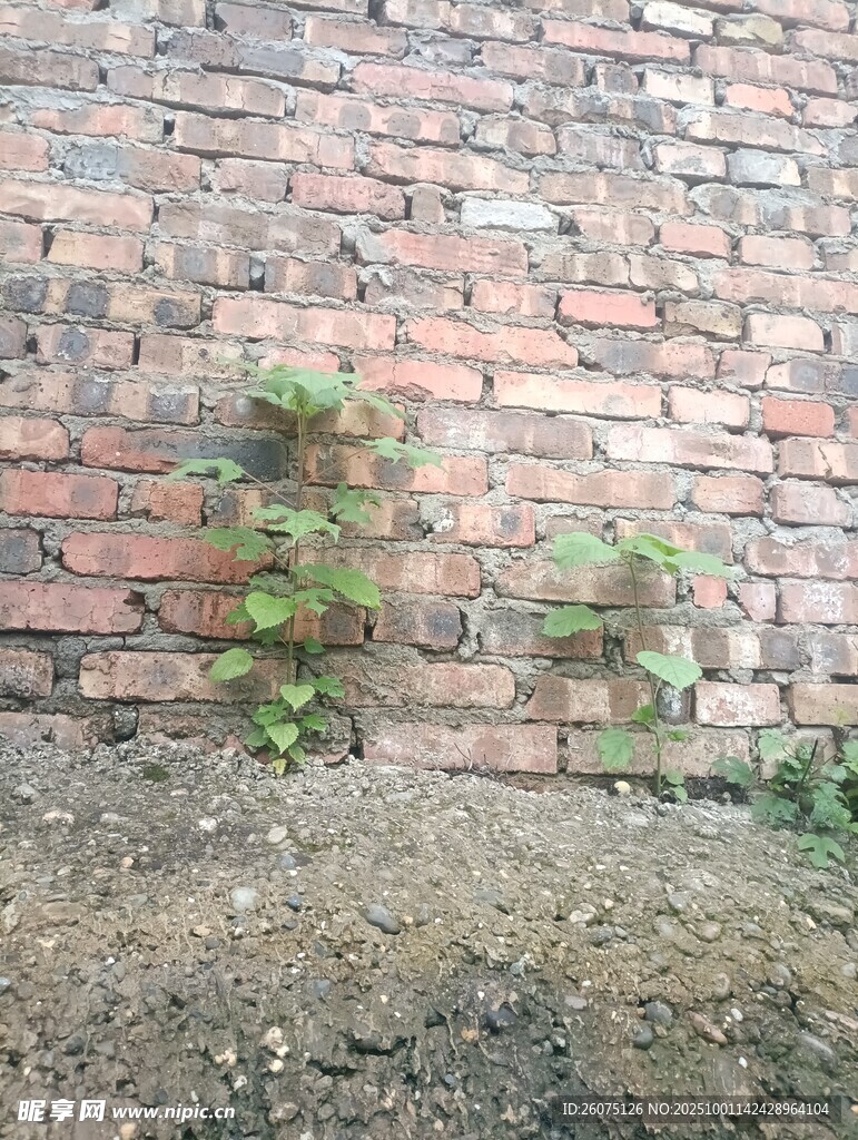 磚墻縫隙中生長的綠色植物