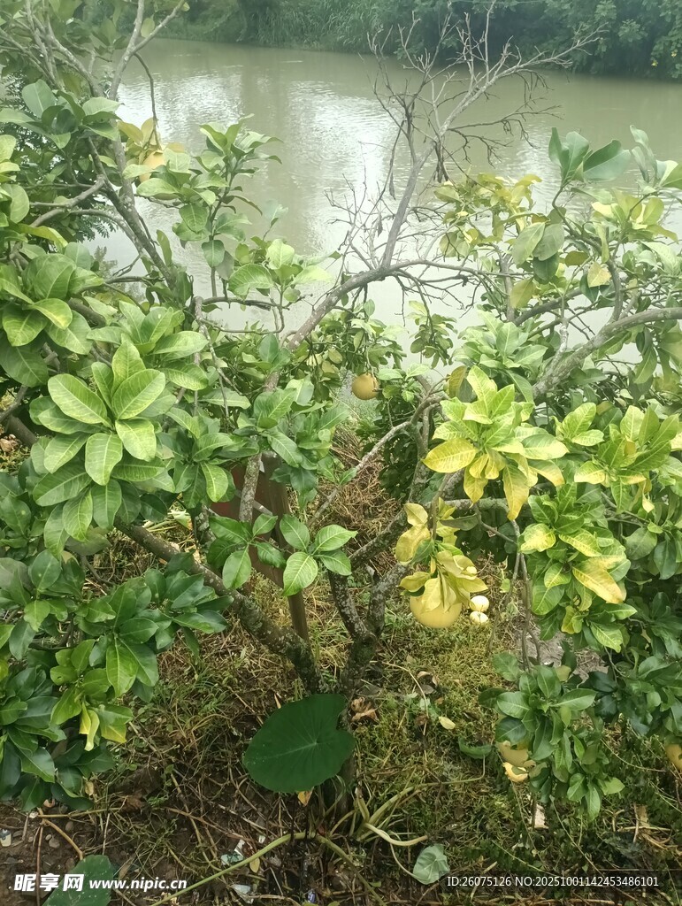 河畔綠植景觀