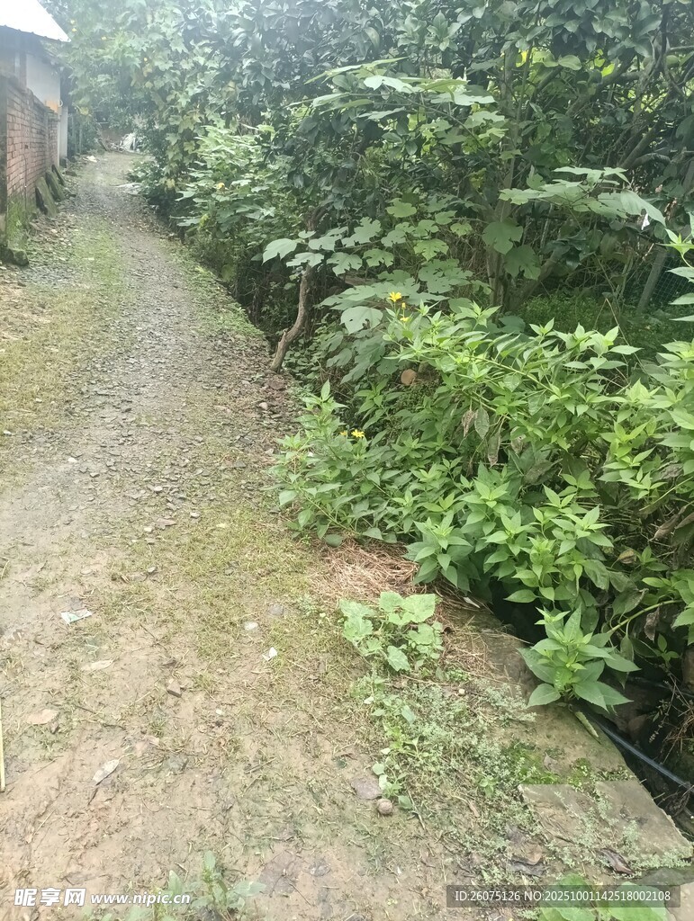 鄉(xiāng)間小徑綠意盎然的風(fēng)景