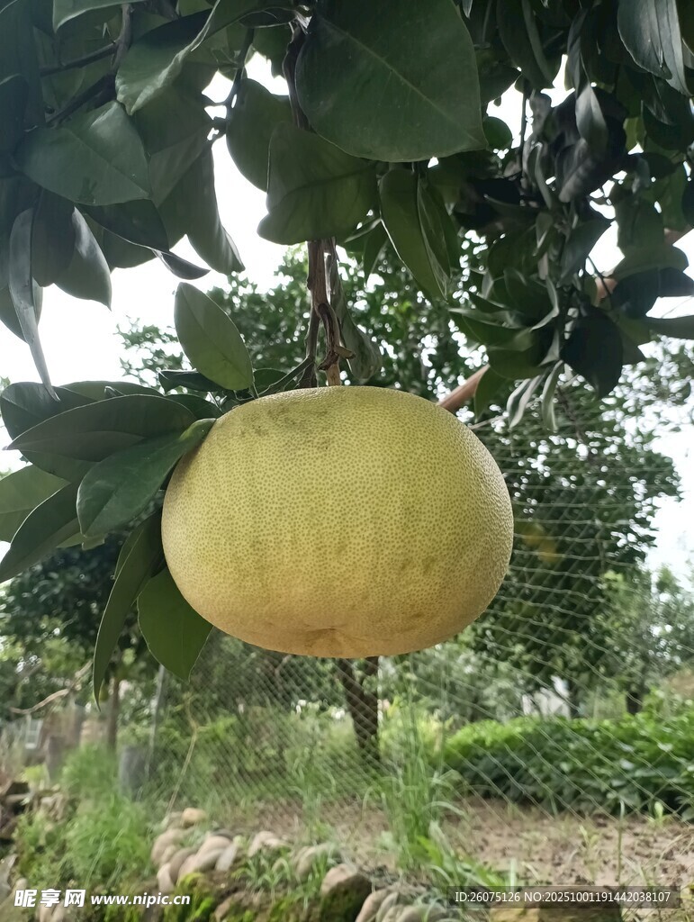 樹上掛著的金黃大柚子