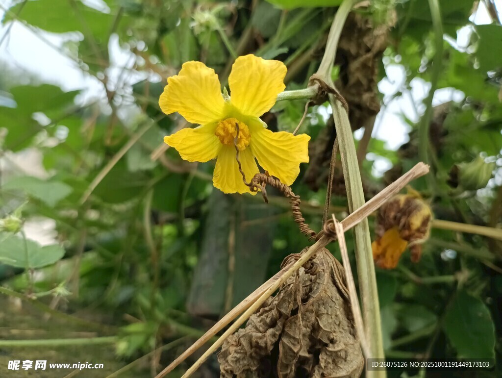 黃色小花綻放于綠植間