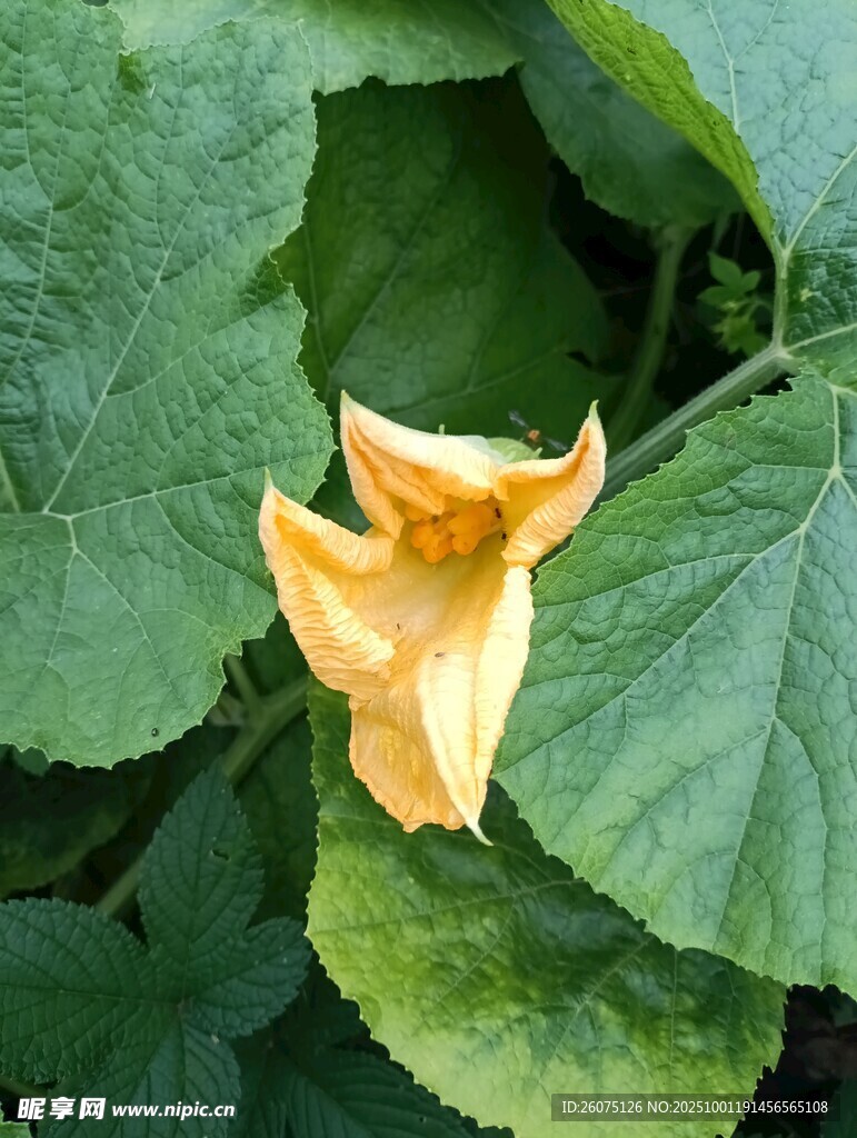 黃色南瓜花綻放綠葉間