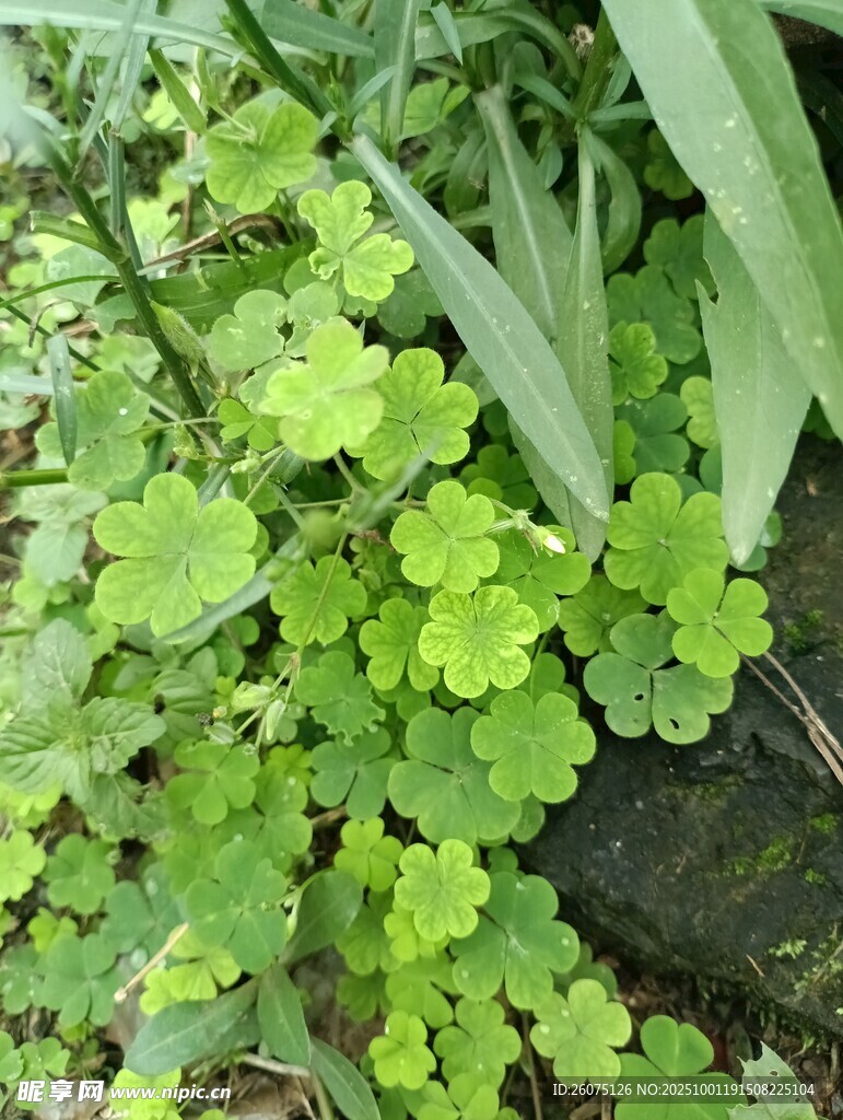翠綠繁茂的植物群落