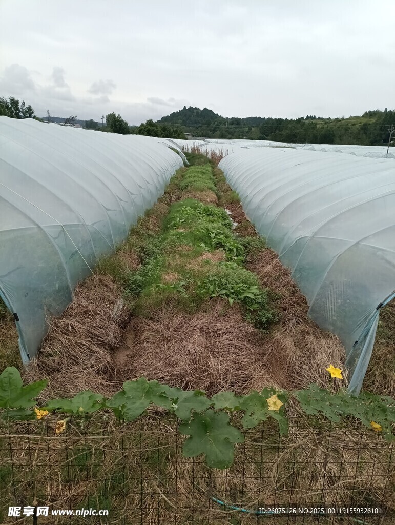農(nóng)田中的塑料大棚種植場景