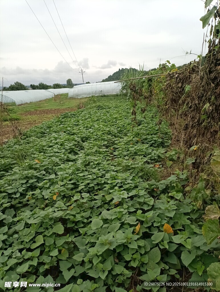 農(nóng)田綠植景觀