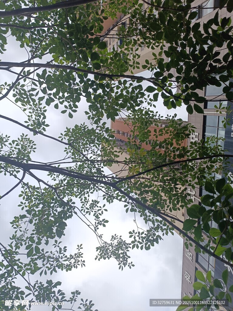 仰視繁茂綠樹與天空