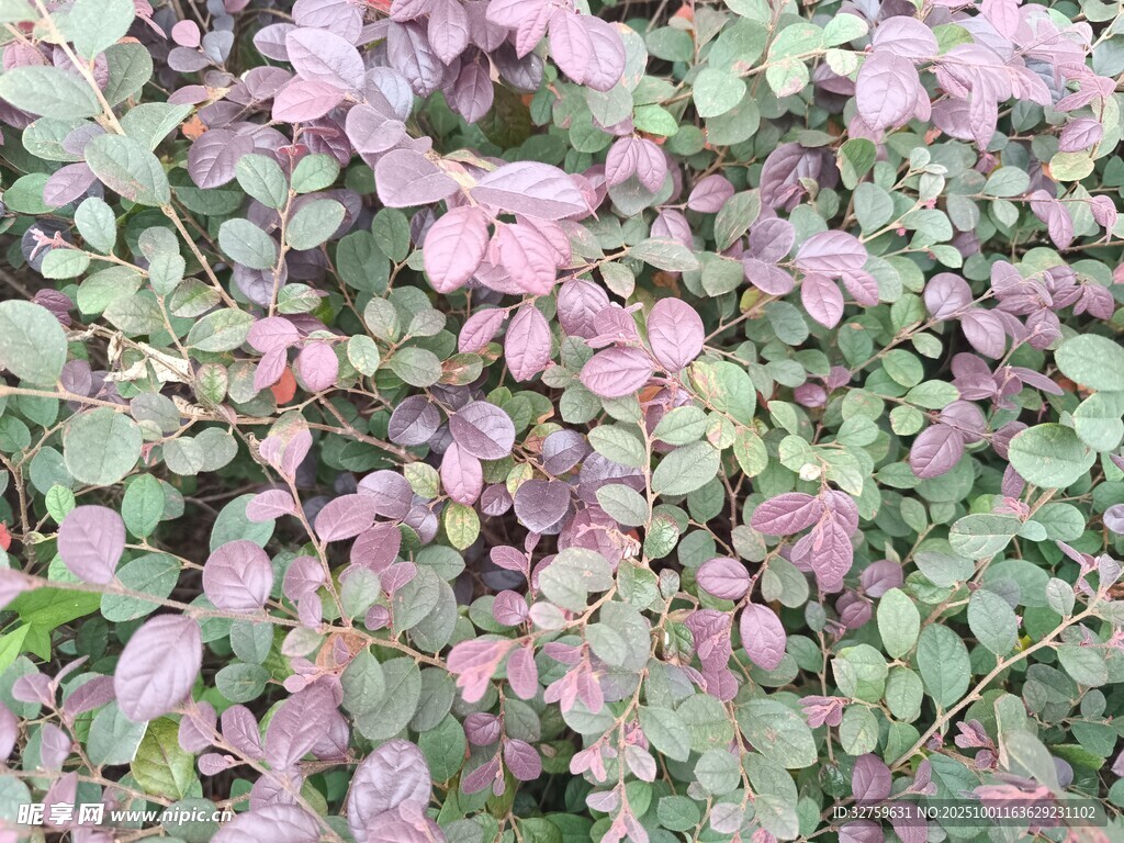 紫葉植物特寫(xiě)
