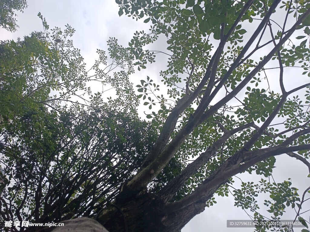 仰視繁茂樹枝與天空